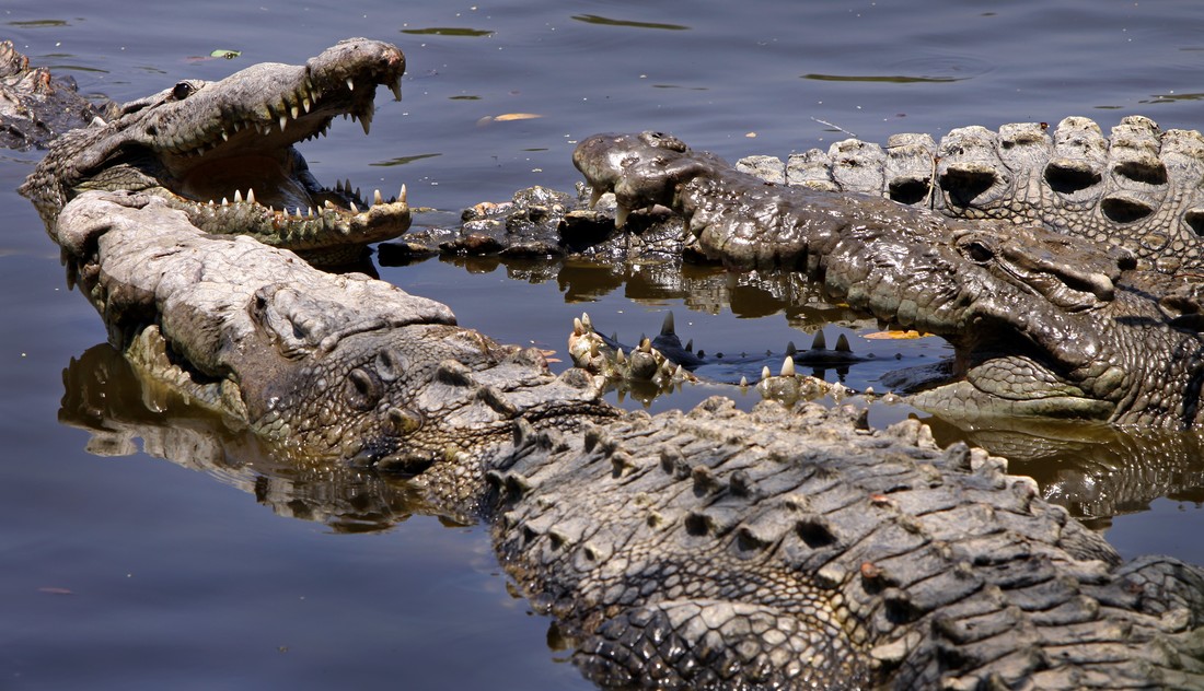 Crocs and gators - Mr Maher's animal website